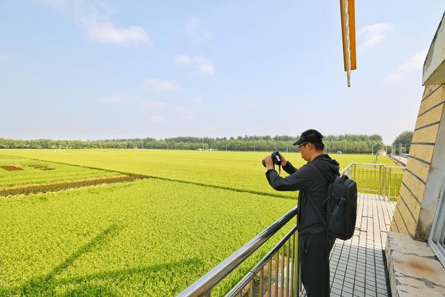 海淀京西稻田：浅秋限定的清新画卷