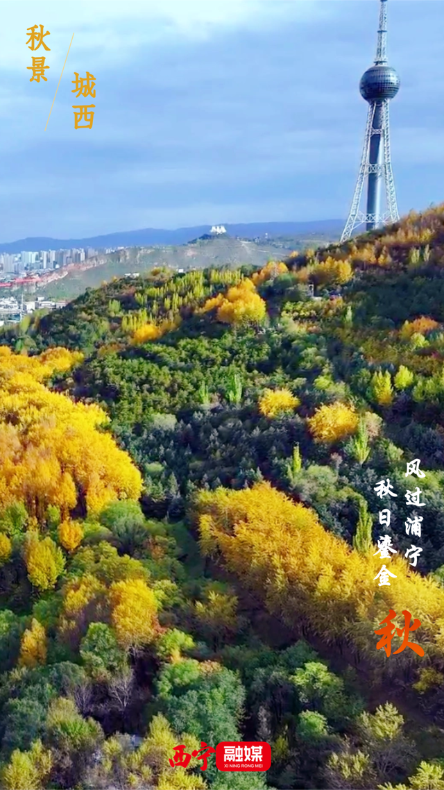别等了！西宁秋景已上线，一眼心动🥰