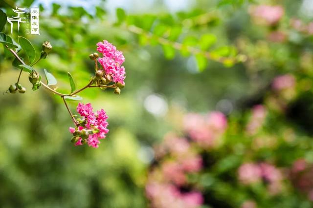 秦淮花事｜紫薇
