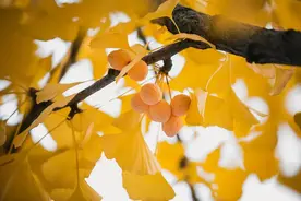 花生栗子靠边站，12月最该吃这“小白果”！杀菌止咳好处多，但注意别吃错了！图片