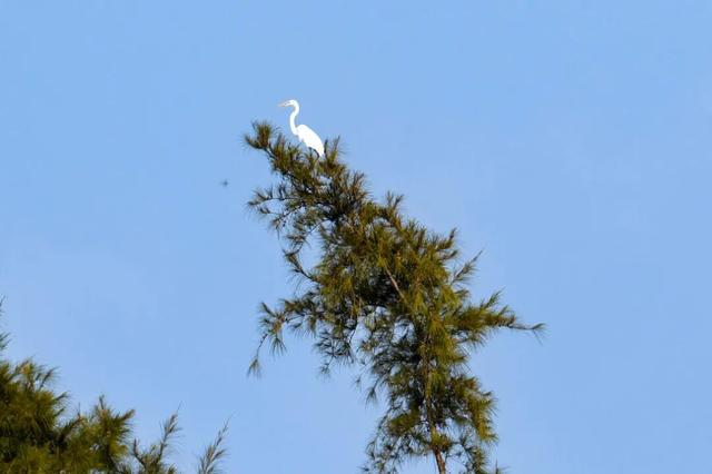 暖冬“追鸟”去！在海口美兰，邂逅灵动之美~
