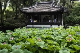 上海古猗园荷花睡莲迎来盛花期图片