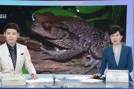 广东一男子因食用蟾蜍身亡 疾控紧急提醒：不要吃！含剧毒！无特效解毒药！