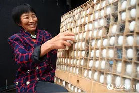 四川内江：晚秋蚕茧采收忙图片