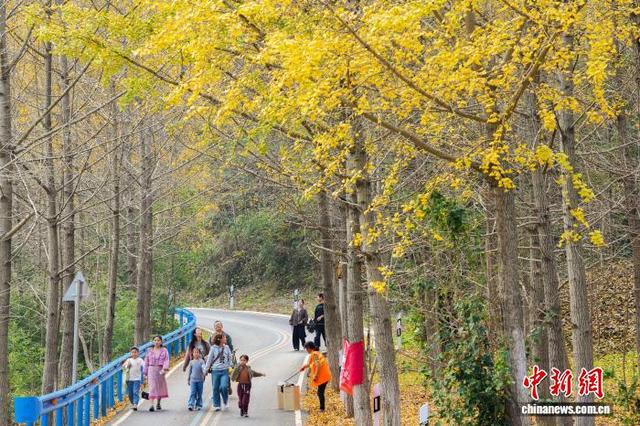湖北安陆千年银杏林换“金装”