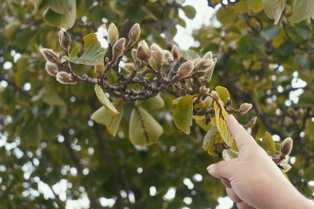植物园不止失去一个秋天