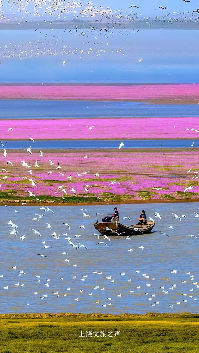 粉紫花海正上演“限定童话”，花期即将结束！