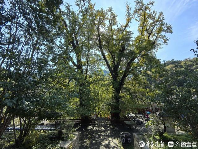 杠赛来！泰安玉泉寺初秋渐入佳境，古寺、银杏、热茶，慢享初秋时光