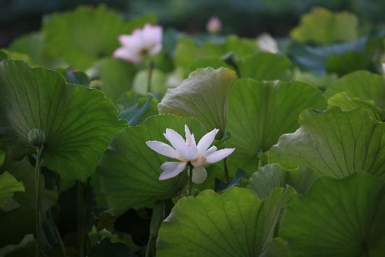 曲院风荷，荷韵万千