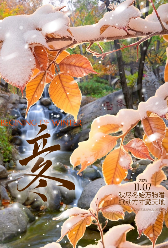 立冬雨歇，银杏正当时！