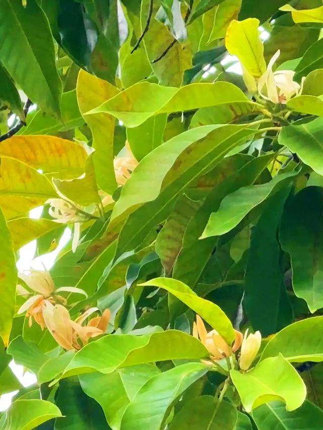 谁说秋天是黄色的？攀枝花的秋天，偏偏与众不同……