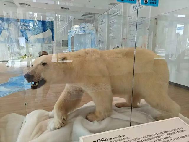 活动〡不用远行！来桃浦就能“穿越”敦煌与北极