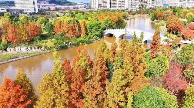 繁花缀巷，彩叶暖冬！沾益的冬日藏着云南生活的浪漫