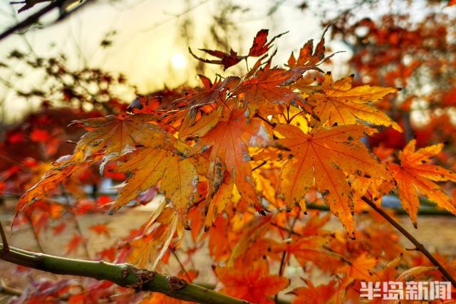 世博园冬色斑斓，暖阳周末醉游人