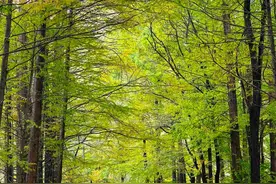 交通与旅游融合反哺，这条“秦岭最美廊道”是如何做到的？图片