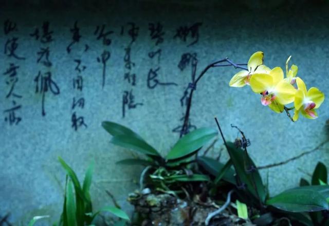 东莞植物园又“粉”了，是时候出发了！