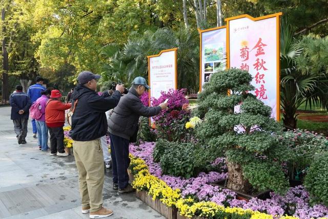 今日开幕！6000余盆菊花绽放，就在海淀这个公园——