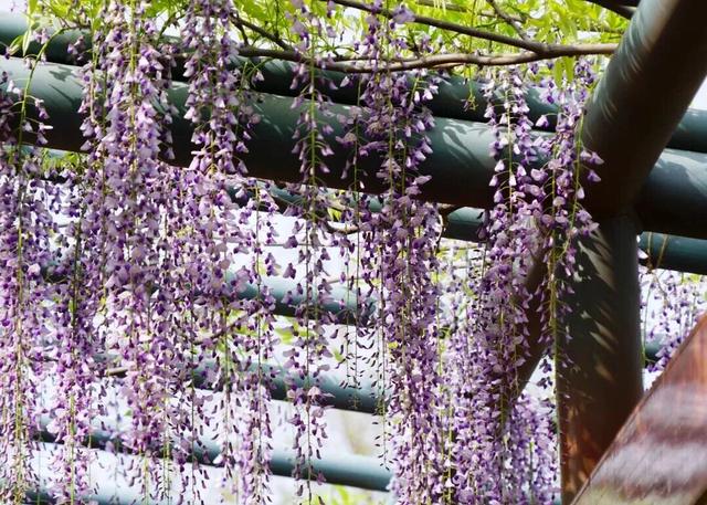 凭实力出圈！静安这座“宝藏公园”获国家级“儿童友好”认证！树屋、滑梯、秋千……太好玩啦