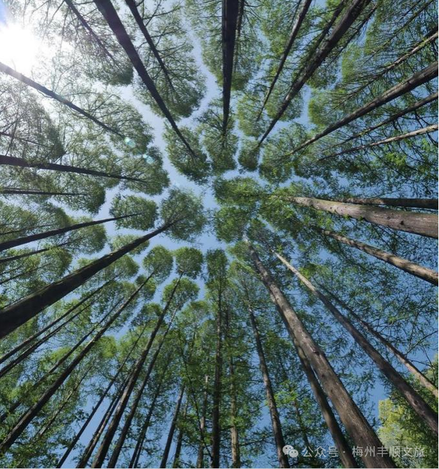 又火了！丰顺铜鼓峰“四大”景观，到底有多美？