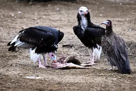 （外代一线）“非洲之心”展区即将亮相英国切斯特动物园图片
