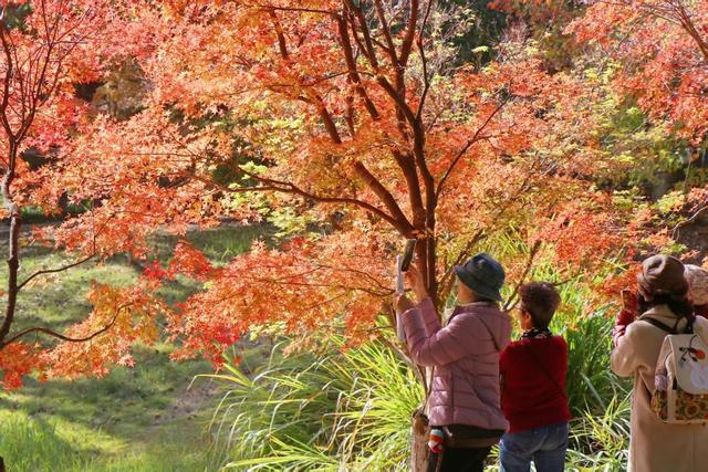 江西南昌：红叶若霞 斑斓如画