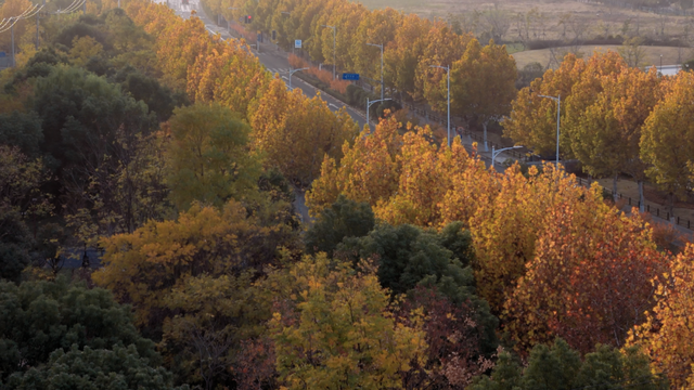 别眨眼！罗店马路秋色，一街一帧画正在限时上映