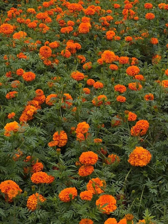 大观公园万寿菊花开正好