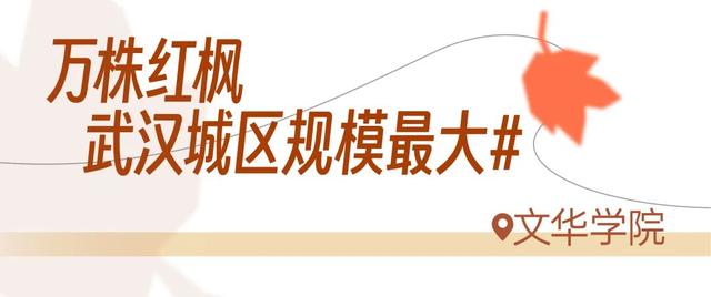 红红红红！红“枫”了！