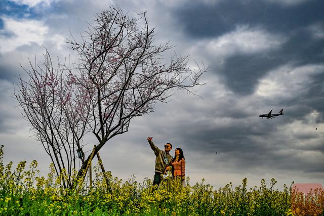 C视觉丨四川双流：油菜花海邂逅春日“繁花”   起落飞机上演现实版“开往春天的航班”