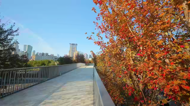 美翻了！苏河湾“红枫天桥”上线！更多金色、橙色、赭红色正在路上……来看↗