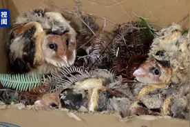 村民发现四只“像猴又像鹰”的鸟！你认识它吗？图片