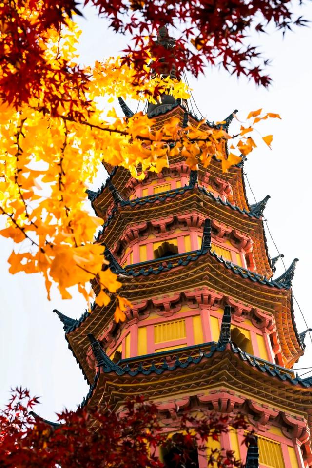 好景成双，来定慧寺巷邂逅小确“杏”