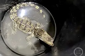 市民在小区里捡到一条鳄鱼 警方：鳄鱼攻击性强，不得私自饲养图片