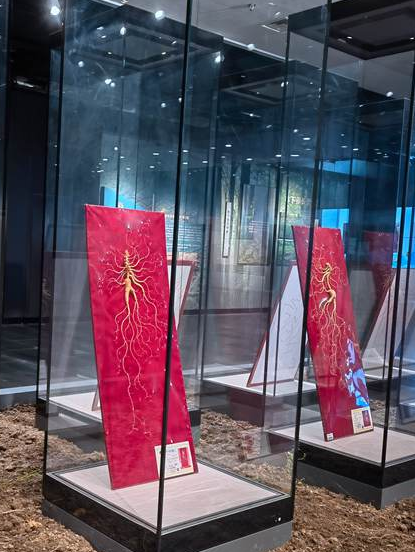 乘着高铁游白山 | “百区百景”打卡攻略之中国人参博物馆