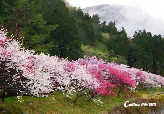 蔡甸后官湖14座山体将变身“花果人家”，春华秋实四季皆景