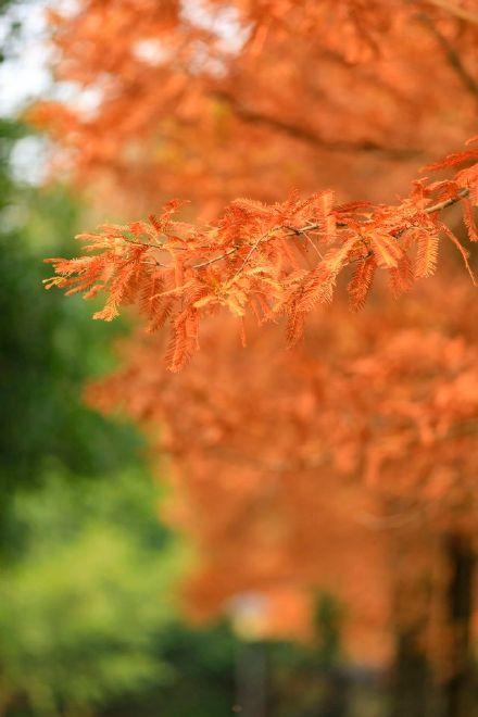 阳光下的水杉是自然的馈赠！冬季里的大美中国