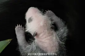 可可爱爱！旅俄大熊猫丁丁幼崽最新高清照片图片