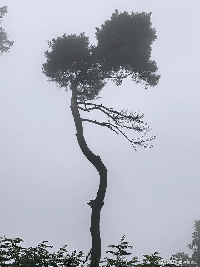 周末的药乡国家森林公园，云雾缭绕恍如仙境