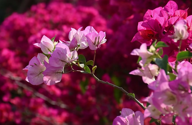 初冬，来宜良的街头遇见独属于三角梅的热烈