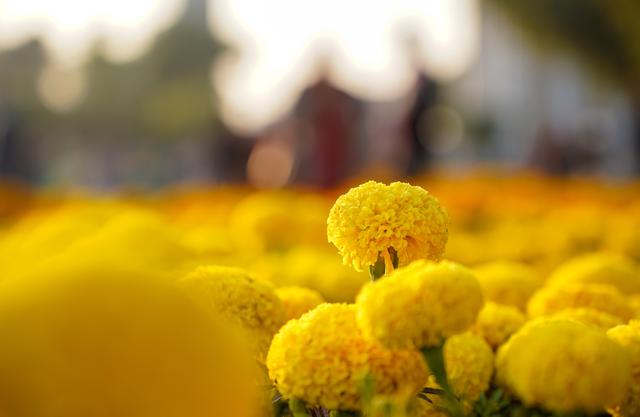 巴基斯坦伊斯兰堡：花团锦簇