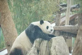 武汉动物园大熊猫“盟盟”雪中打滚引围观，寒潮低温热度不减，游客：元宵节专门来看熊猫图片