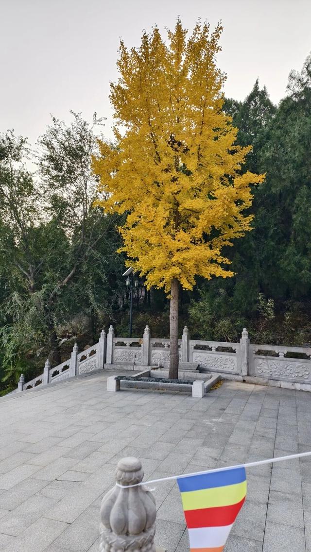 9.9元！深秋里寻一处静谧！本周六出发，打卡长清王泉摩崖石窟、义静寺！