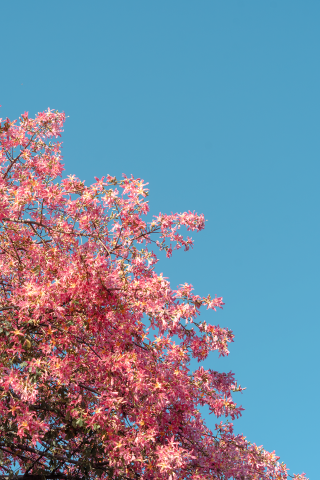 全城“粉”了！地铁直达→