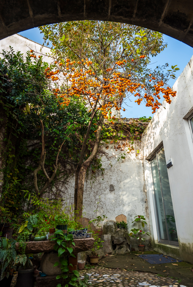 好景成双，来定慧寺巷邂逅小确“杏”