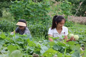 江西安远：香瓜满园采摘旺 多元产业促振兴图片