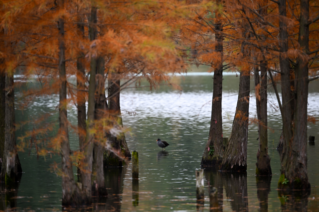 成都限定红！水杉最美季节上线，赶紧打卡！