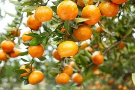 今年，砂糖橘成“刺客”了？图片