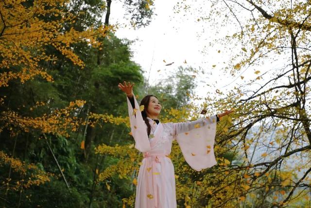 高岭宿集・赴一场银杏的金色邀约