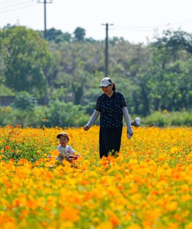 刷爆朋友圈！镇海这片绝美花海就藏在……