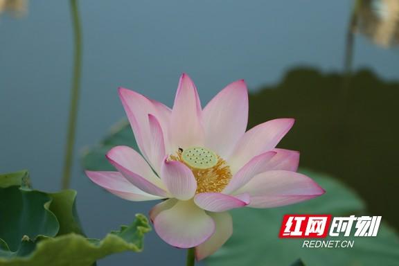 组图 | 衡阳：夏日赏荷正当时